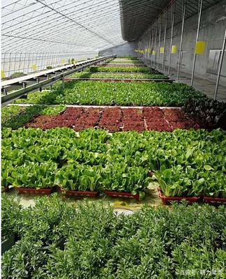 生物科技驅動產業(yè)升級，萊西龍頭企業(yè)引領農民增收新路徑